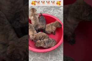 Cute Puppies Barking Together! #puppy #dog #pets #shorts