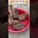 Cute Puppies Barking Together! #puppy #dog #pets #shorts