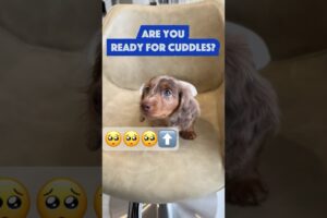 Cute Puppies Love To Cuddle All Day Long! #cuteanimal #cutedogs