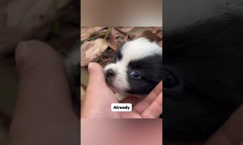 Cute Puppies Were Running Alone in an Abandoned Place