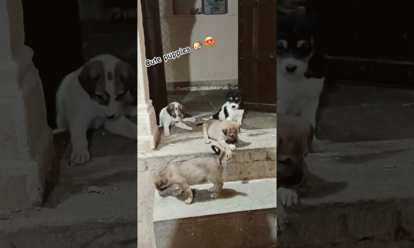 Cute Puppies spotted at Nahargarh Fort Jaipur 😍 @Simbhagoldy #shortvideo #doglover