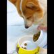 Cute Puppies 🥰♥ super funny Corgi ♥ #shorts #2025