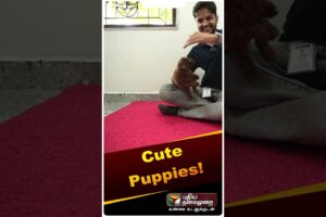 Cute Puppies-ன் வாவ் உலகம்! #shorts