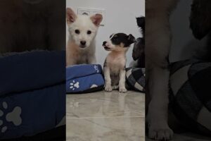 Cute Rescue Puppies Exploring Their New Home 🥰🤫