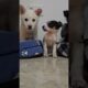 Cute Rescue Puppies Exploring Their New Home 🥰🤫