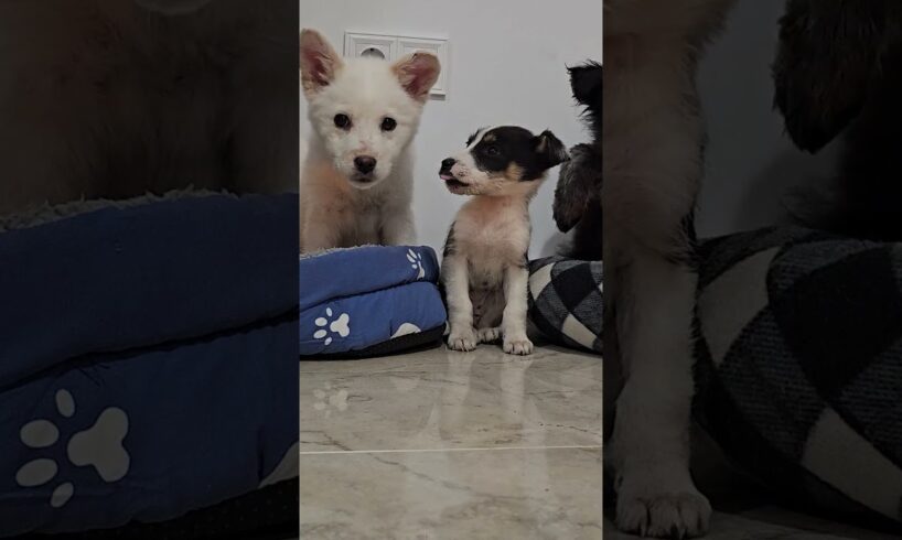Cute Rescue Puppies Exploring Their New Home 🥰🤫