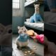 Cute chinchilla and alpaca playing Dalgona Candy Game#animals  #cute#dalgona#funny