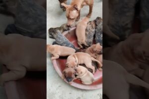 Cute puppies compilation #dog #puppy #shorts #cute