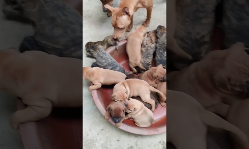 Cute puppies compilation #dog #puppy #shorts #cute