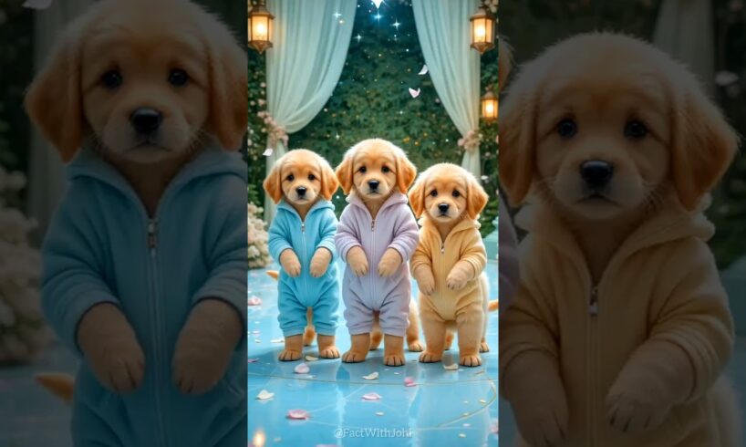 Cute puppies crazy dancing💃| #funnyanimals #cutepuppy #funnyvideo #dogshorts #viraldance #511
