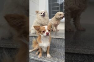 Cute puppies #dog #puppy #relaxing