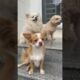 Cute puppies #dog #puppy #relaxing