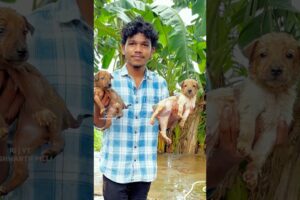 Cute puppies 🐶 ki help chesa😌#youtubeshorts #dog #vlog