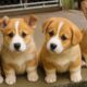 Cute puppies playing, barking and running around adorable moments compilation #dog #puppy #trending