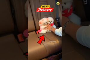 Cute puppies products available #cutepuppy #puppies #shorts #viral #trending #cuteanimal #pets