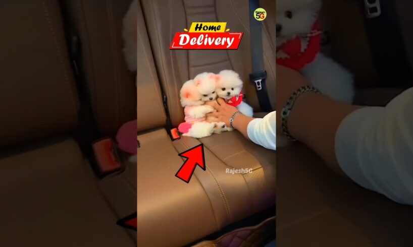 Cute puppies products available #cutepuppy #puppies #shorts #viral #trending #cuteanimal #pets