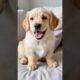 Cute puppies #puppy #puppies #puppydog #funnyanimals #cuteanimals #youtubeshorts #shorts