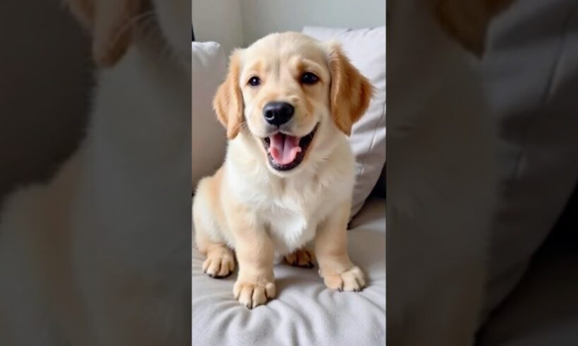Cute puppies #puppy #puppies #puppydog #funnyanimals #cuteanimals #youtubeshorts #shorts