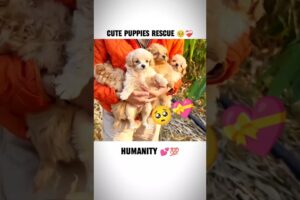 Cute puppies rescue 🥺❤️‍🩹|#rescue #dogvideos #emotional #puppies