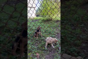 Cute puppies want to play #puppy #puppies #cutepuppy #puppylove #dog #dogsofyoutube #shorts #funny