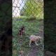 Cute puppies want to play #puppy #puppies #cutepuppy #puppylove #dog #dogsofyoutube #shorts #funny