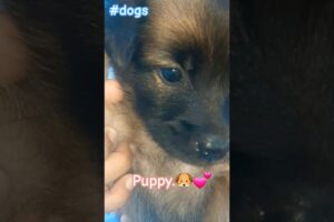 Cute puppies#animals #puppy #dogs #dog #dogshorts #white #black #xuhuongyoutube #viralvideo #viral