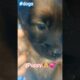 Cute puppies#animals #puppy #dogs #dog #dogshorts #white #black #xuhuongyoutube #viralvideo #viral
