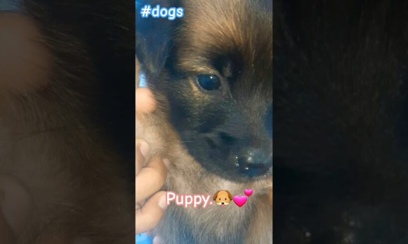 Cute puppies#animals #puppy #dogs #dog #dogshorts #white #black #xuhuongyoutube #viralvideo #viral