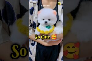 Cute puppy price in India | Pomeranian puppies #shorts #viral #puppy #price #petsandanimals #cute