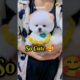 Cute puppy price in India | Pomeranian puppies #shorts #viral #puppy #price #petsandanimals #cute