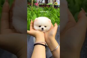 Cute puppy viral shorts video #shorts #trending #rajesh5g #petsandanimals #cutepuppy #puppy