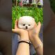 Cute puppy viral shorts video #shorts #trending #rajesh5g #petsandanimals #cutepuppy #puppy