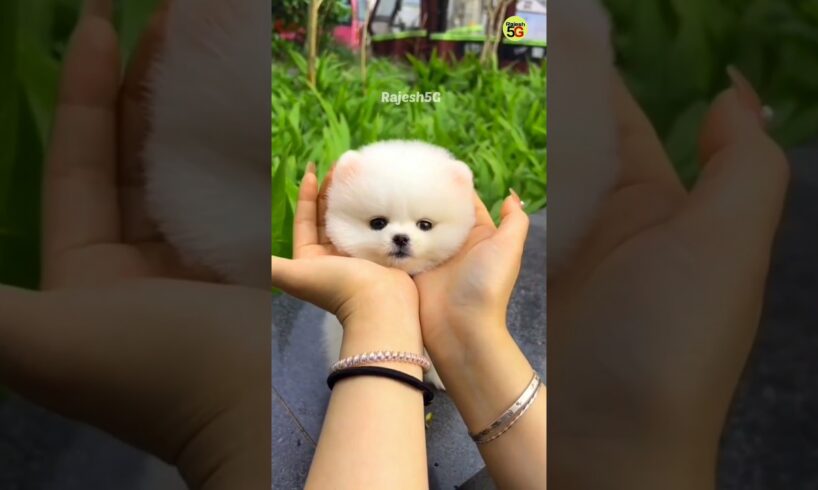Cute puppy viral shorts video #shorts #trending #rajesh5g #petsandanimals #cutepuppy #puppy