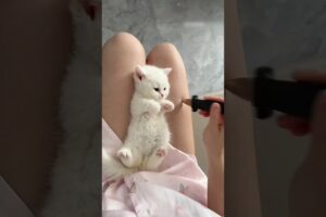 Cutest Kitten Moments