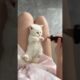 Cutest Kitten Moments