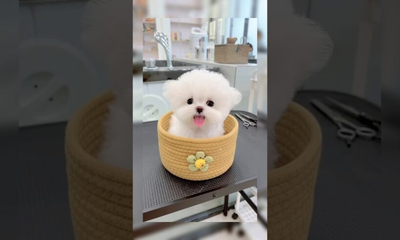 “Cutest Puppies EVER 😍 You Won’t Stop Smiling!” #cutepuppies  #puppylove  #dogshorts