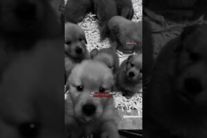 “Cutest Puppies Ever! 🐶 Heart-Melting Moments You Can’t Miss#puppy #dog #puppies#viralvideo#shorts