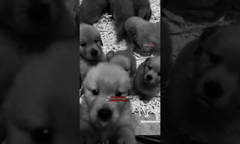 “Cutest Puppies Ever! 🐶 Heart-Melting Moments You Can’t Miss#puppy #dog #puppies#viralvideo#shorts