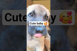 Cutest Puppies Ever! 🐾💕 #puppylove  #yavruköpek #dog #shorts #dogshorts #viralvideo