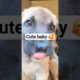 Cutest Puppies Ever! 🐾💕 #puppylove  #yavruköpek #dog #shorts #dogshorts #viralvideo