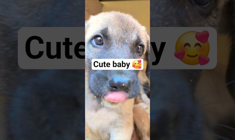 Cutest Puppies Ever! 🐾💕 #puppylove  #yavruköpek #dog #shorts #dogshorts #viralvideo