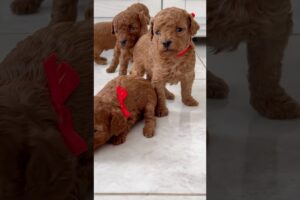 Cutest Puppies on the Internet? 🐶🥰 You Be the Judge! #youtubeshorts