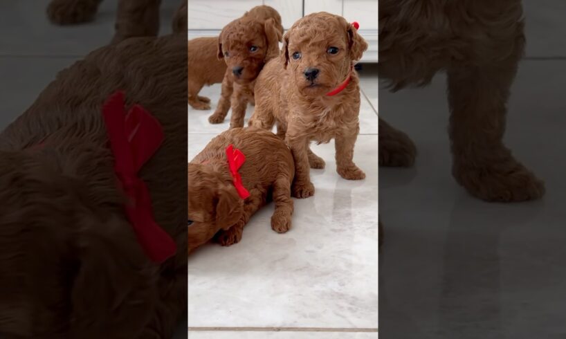 Cutest Puppies on the Internet? 🐶🥰 You Be the Judge! #youtubeshorts