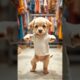 "Cutest Puppy Dance in the Store 🐶🛍 | Dog Shopping & Grooving!"