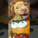 Cutest puppies ever #love #duet #cover #challenge #lifeisbutadream #pets