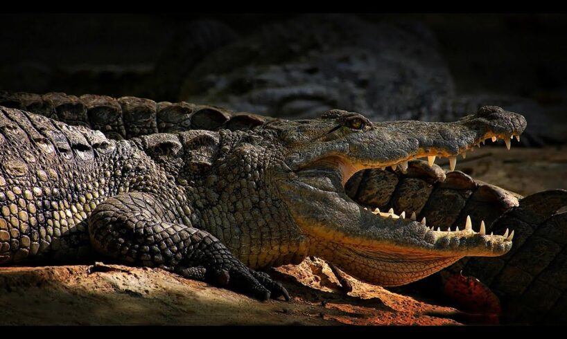 DANGEROUS CROCODILE | CROCODILE ATTACK | GIANT CROCODILE | INDIAN CROCODILE| ALLIGATOR| infopedia_jm