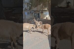 DESERT Animals Playing Together with their Horns  ❤️ #games #animalfacts