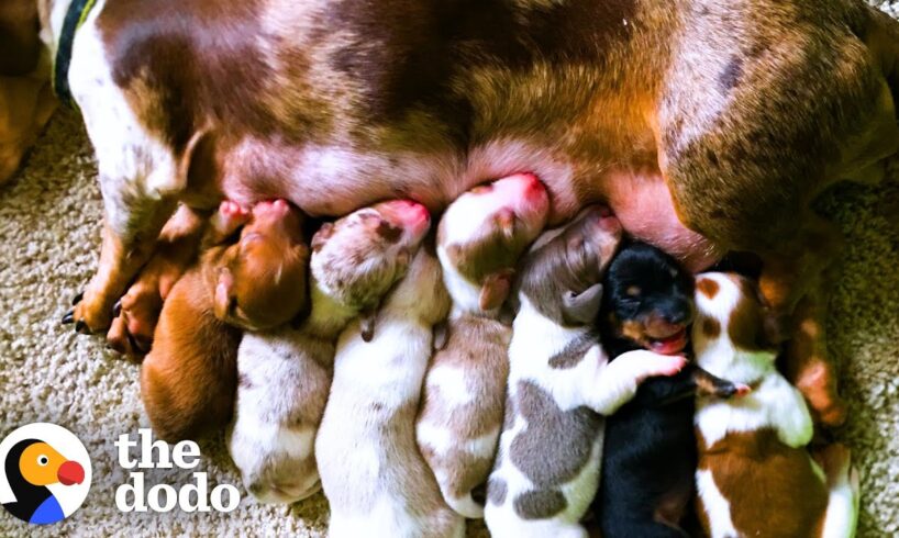 Dachshund Rescued From Puppy Mill Just In Time To Have Her Babies | The Dodo