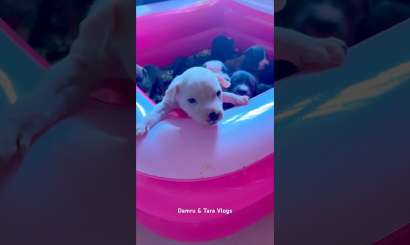 Damru Daddy ko HAPPY FATHERS DAY❤️ From 11 puppies