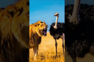 Deadliest Lion Attacks 🦁 | Epic Animal Battles | EP 28 #shorts  #animals   #wildliferescue #fight